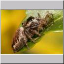 Evarcha falcata - Springspinne w01 8mm.jpg